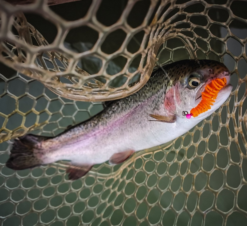 Форель в подсачеке, поманная на силикон