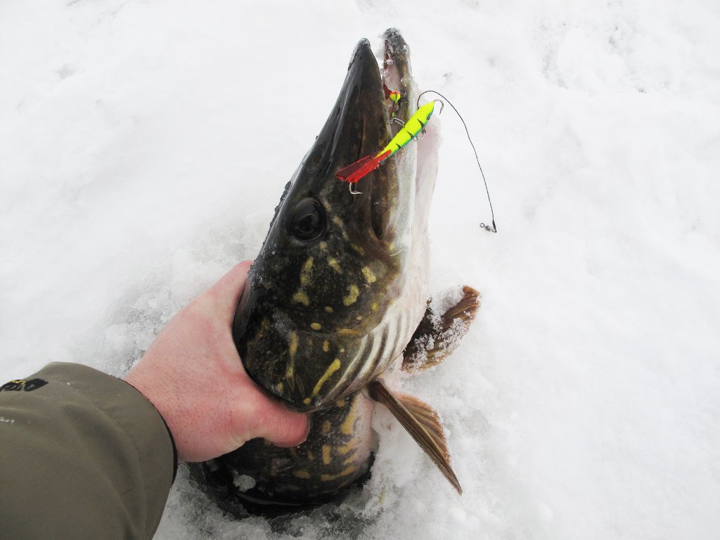 Щука в лунке