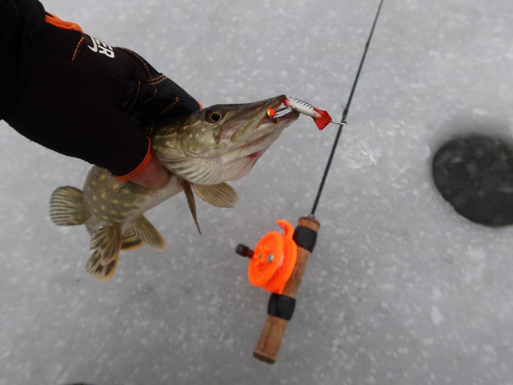 Щука с балансиром в руке