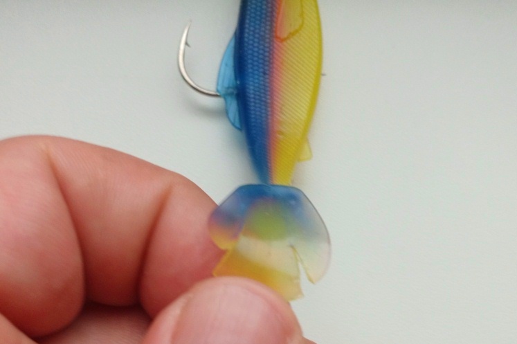 Хвост приманки со следами укуса судака