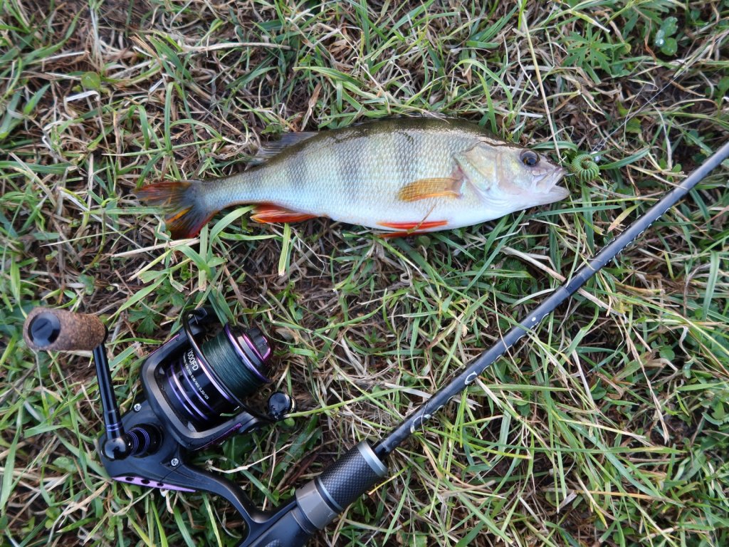 Окунь на траве