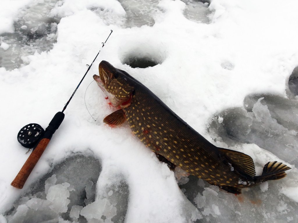 Щука и удочка возле лунки