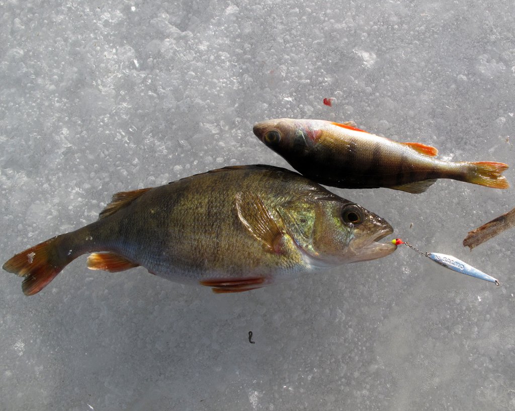 Окуни ловятся на блесну Окуни ловятся на блесну