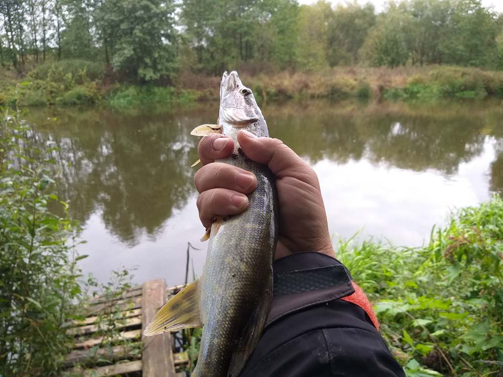 Using_Passive_Lures_in_a_Light_River_Jig_0012.jpg Using_Passive_Lures_in_a_Light_River_Jig_0012.jpg