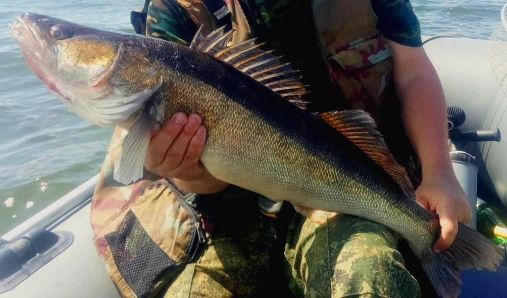 Крупный судак в руках рыбака