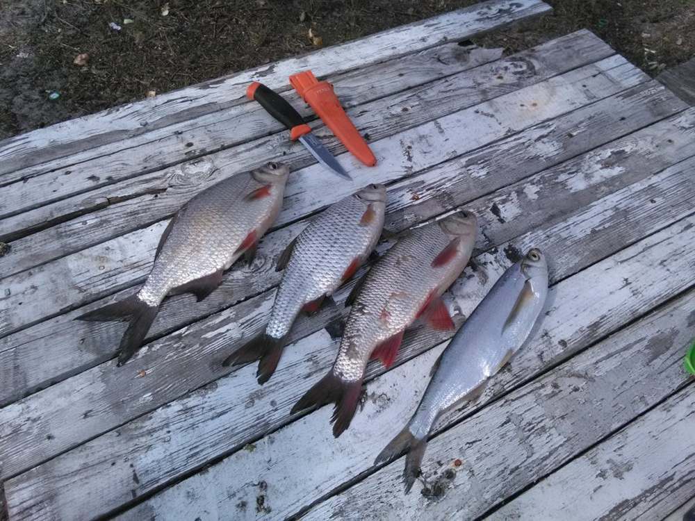 рыбалка на припяти 00005.JPG