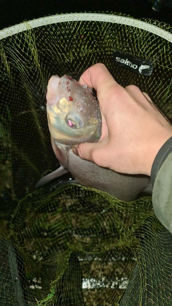 Ночная ловля леща в марте