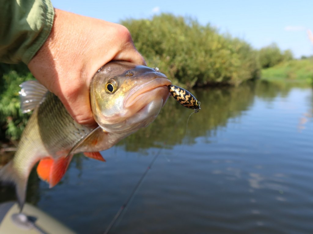 Крупный голавль с воблером Salmo Tiny на фоне реки