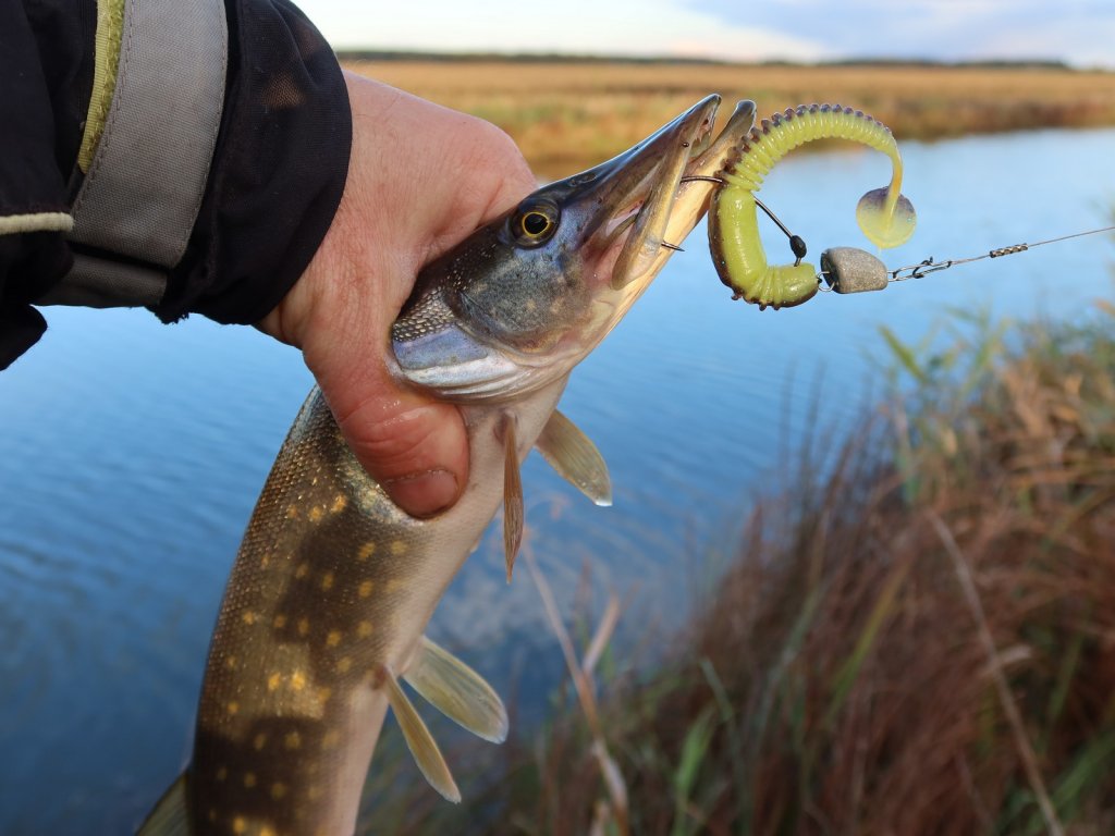 Щука с силиконовой приманкой осенью