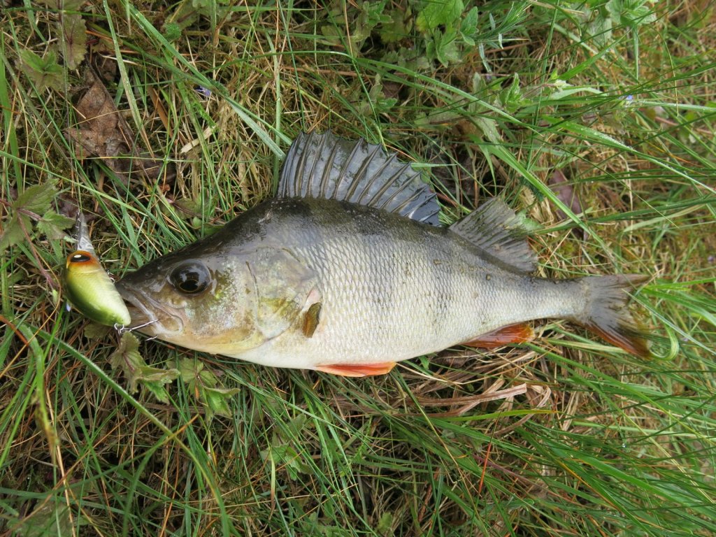 Окунь пойман на воблер кренк