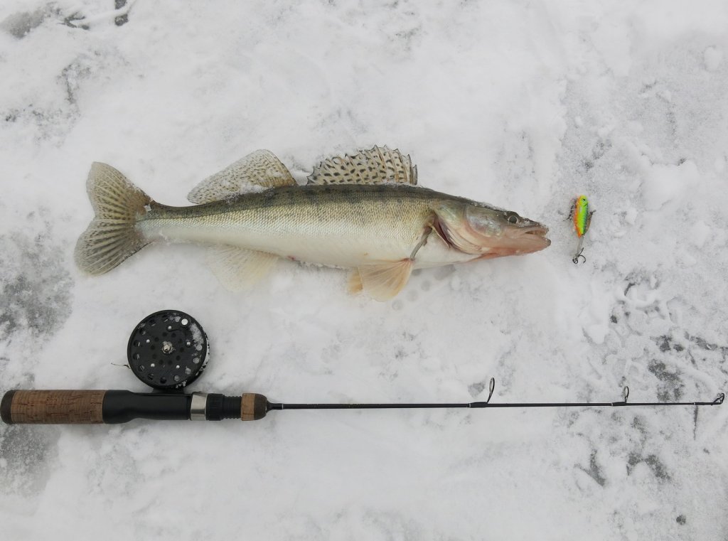 Судак, балансир и зимняя удочка