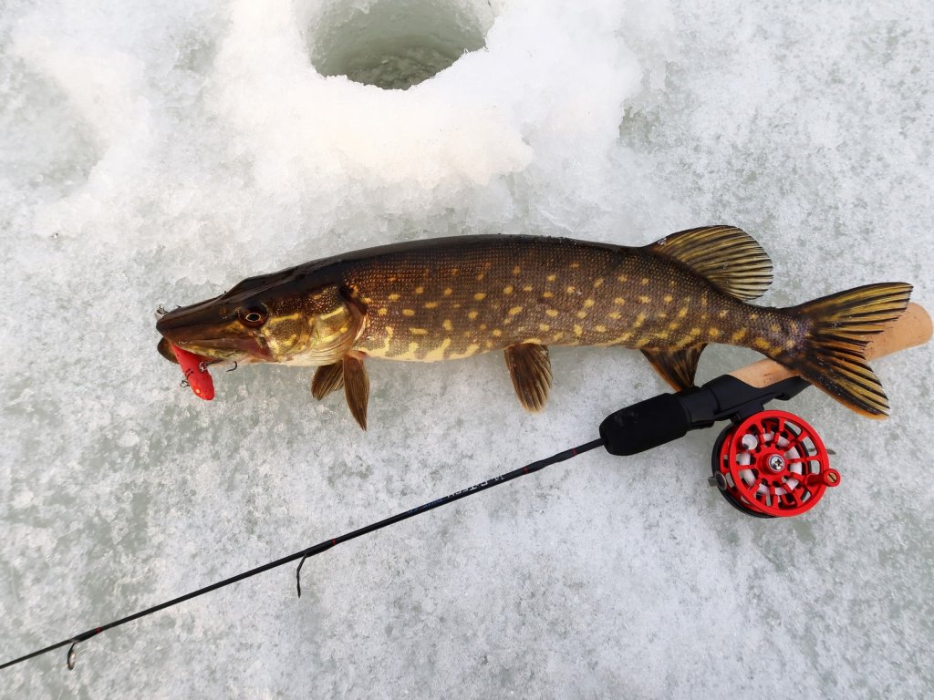Щука клюнула на красный балансир