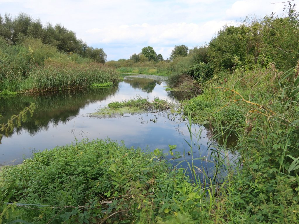 Заросшая малая река