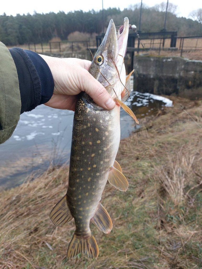 Щука на фоне речного шлюза Щука на фоне речного шлюза