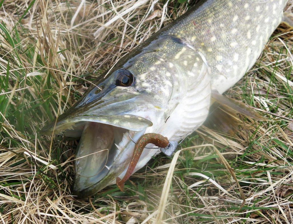 Щука засеклась на офсетный крючок