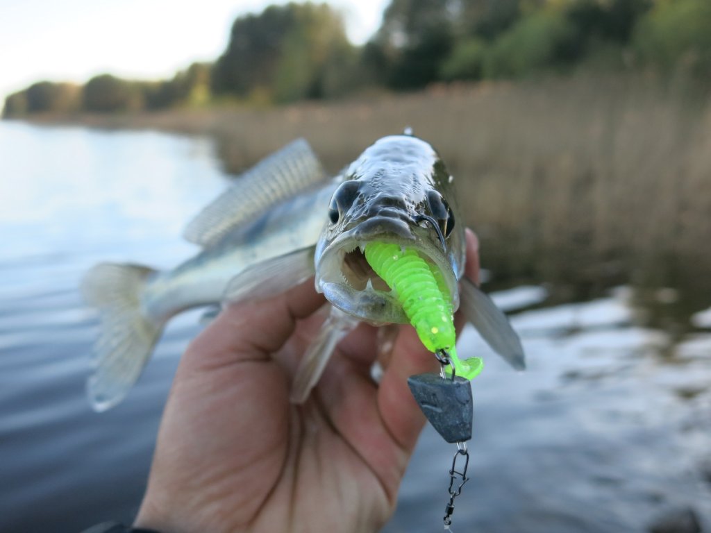 Небольшой судак пойман на Lucky John Spark Tail 3