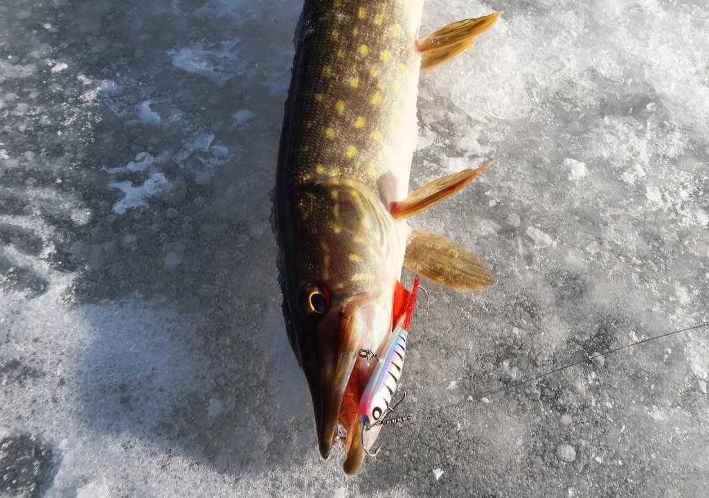 Щука клюнула на балансир натурального цвета