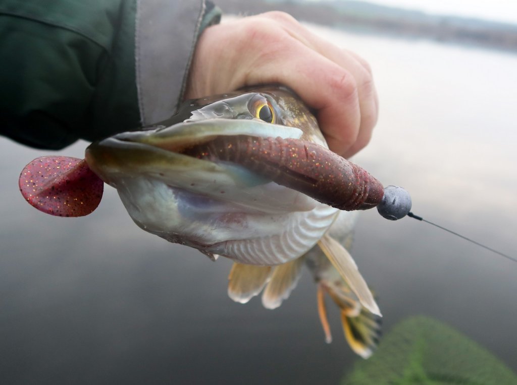 Силиконовая приманка у щуки во рту