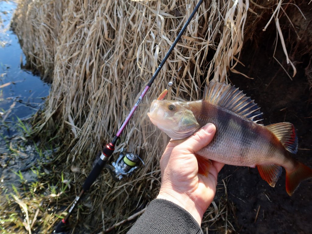 Окунь и микроджиговая снасть