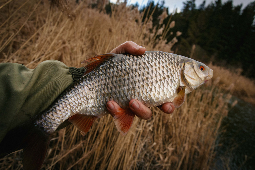 ловля на леща в мае 00001.JPG