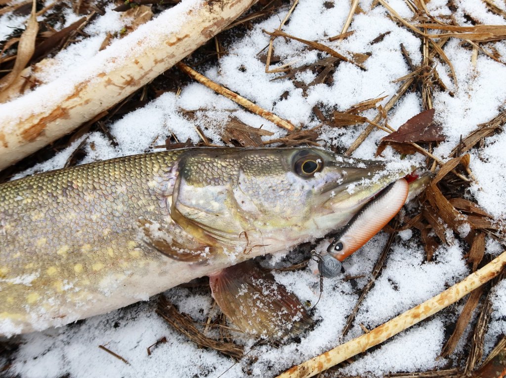Щука поймана зимой на виброхвост