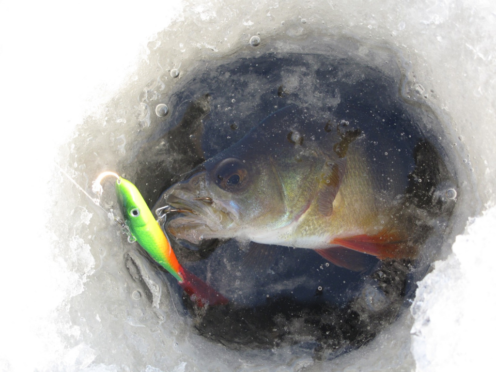 Подготовка балансиров к сезону Подготовка балансиров к сезону