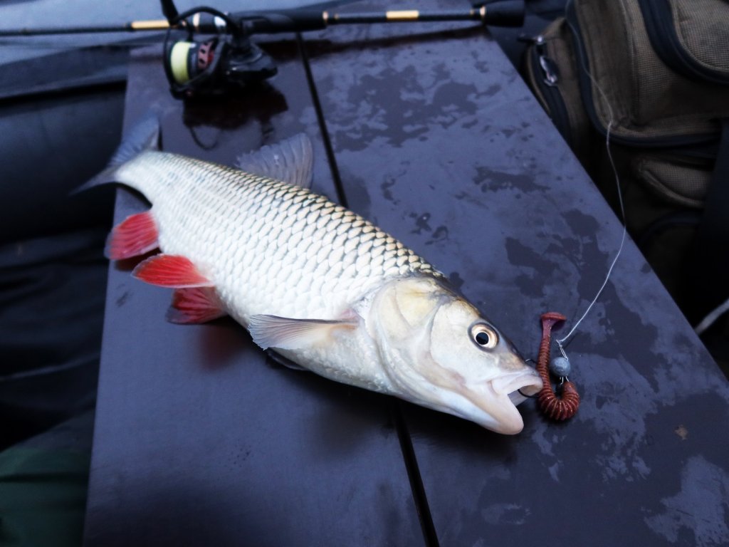 Голавль клюнул на резину