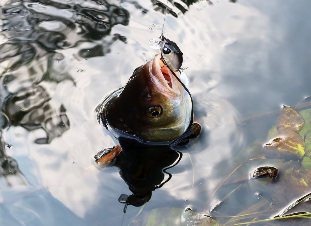 Голавль и воблер Lucky John Haira Tiny