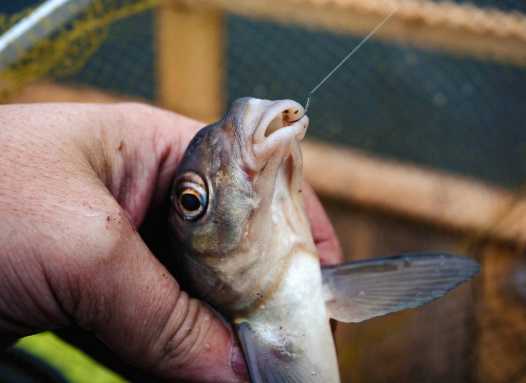 Лещ в руке с крючком Лещ в руке с крючком