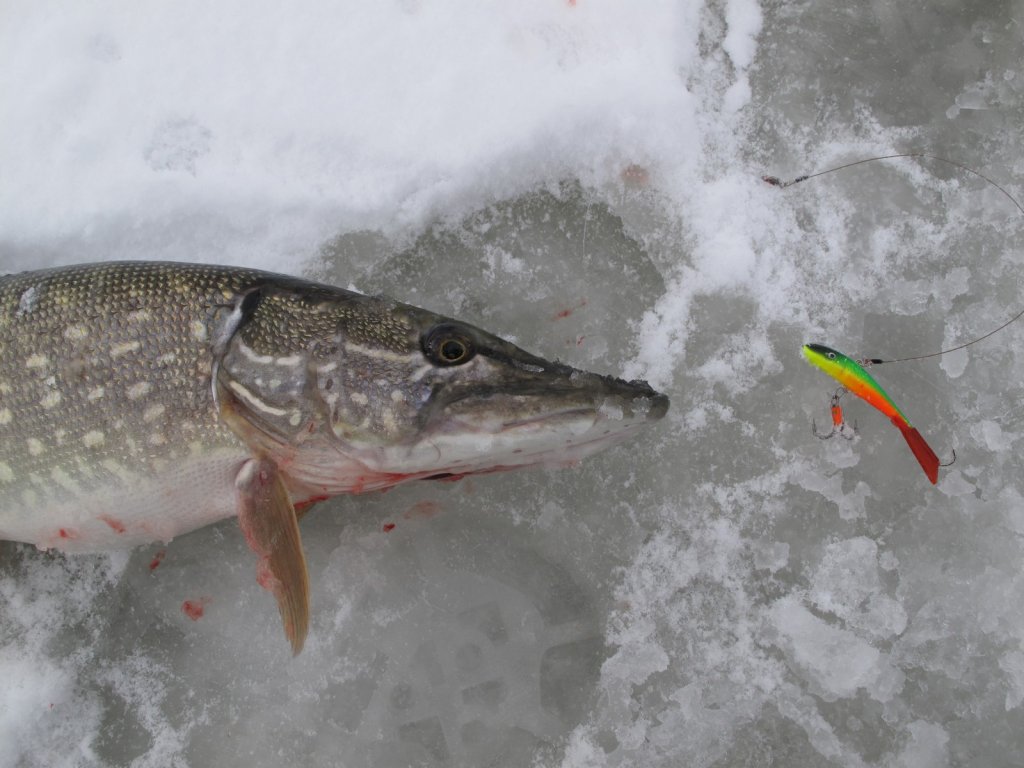 Щука с балансиром на льду