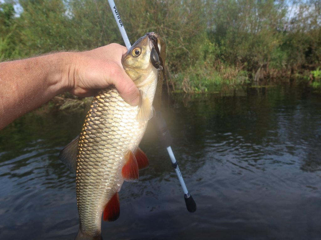 Голавль и спиннинг в руке