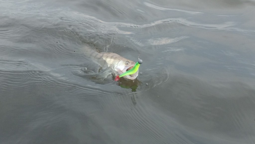 Судак с приманкой в пасти