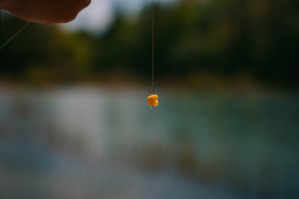 Кукуруза на волосяной оснастке