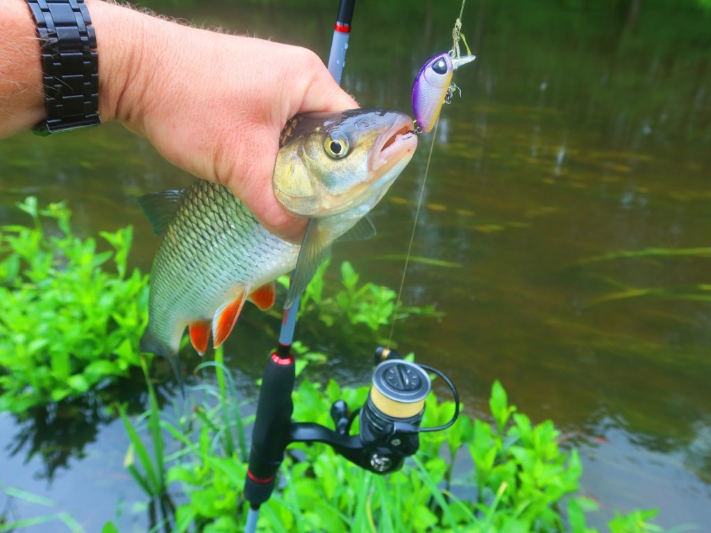 Голавль клюнул на воблер-кренк