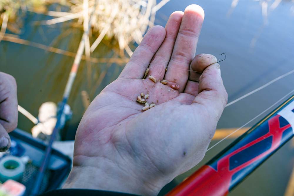 Наживка Насаживание опарыша на крючок