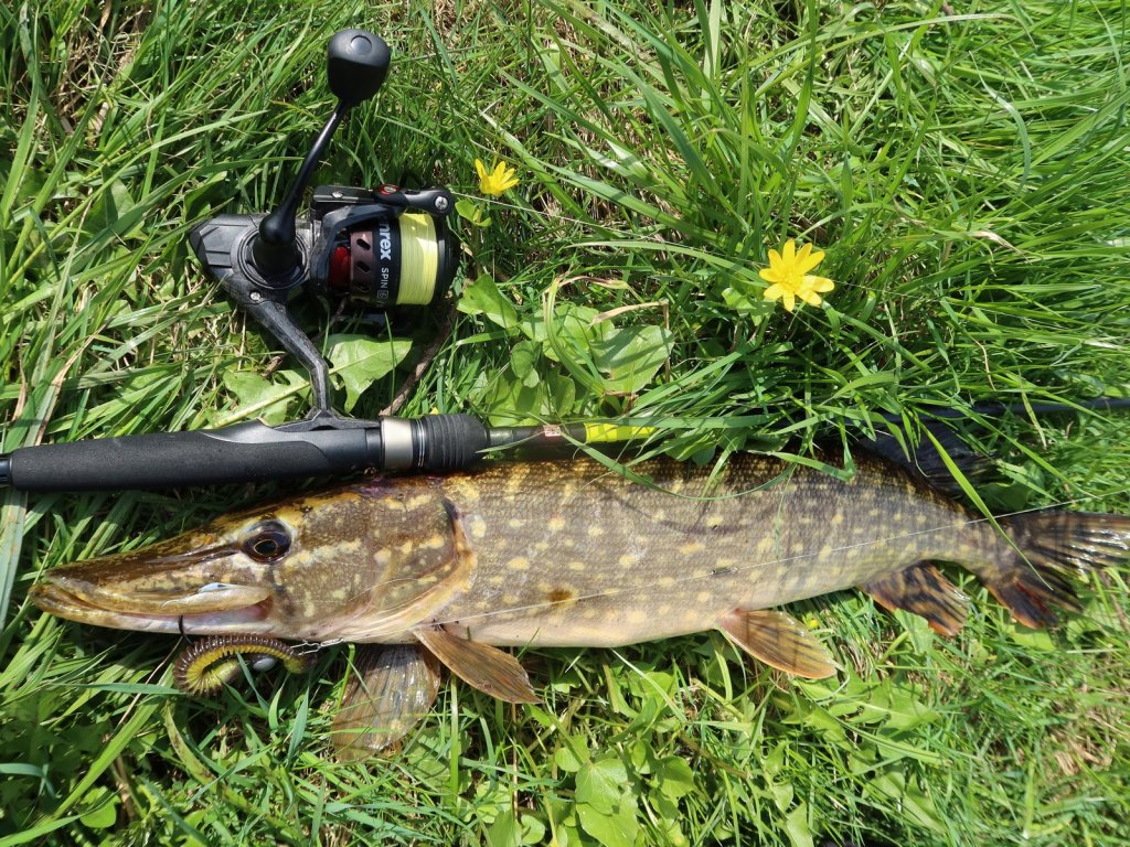 Щука на траве и снасть с катушкой Lucky John Vanrex Spin 6