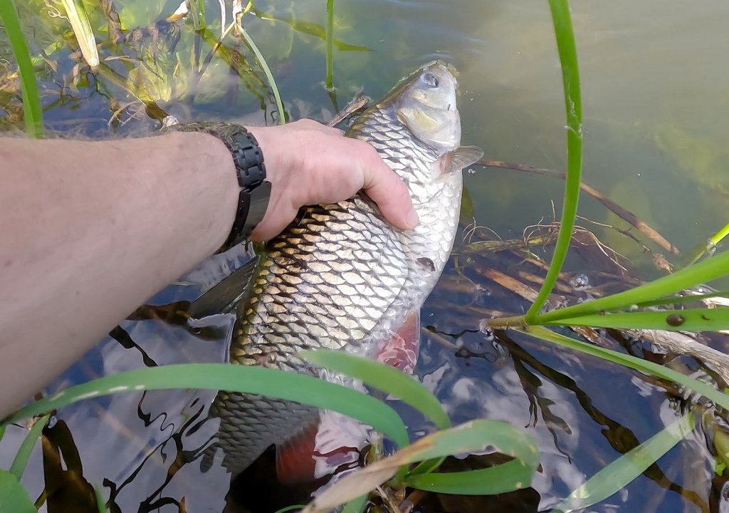 Отпускание крупного голавля
