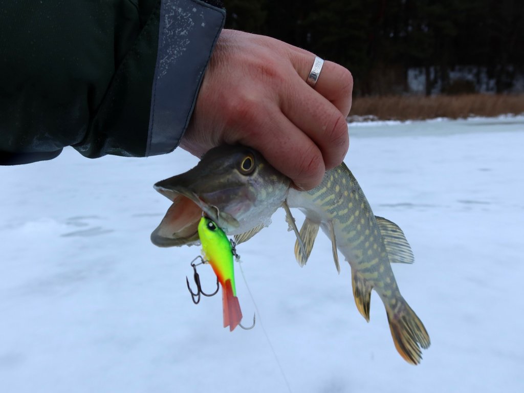 Щука поймана на кислотный балансир