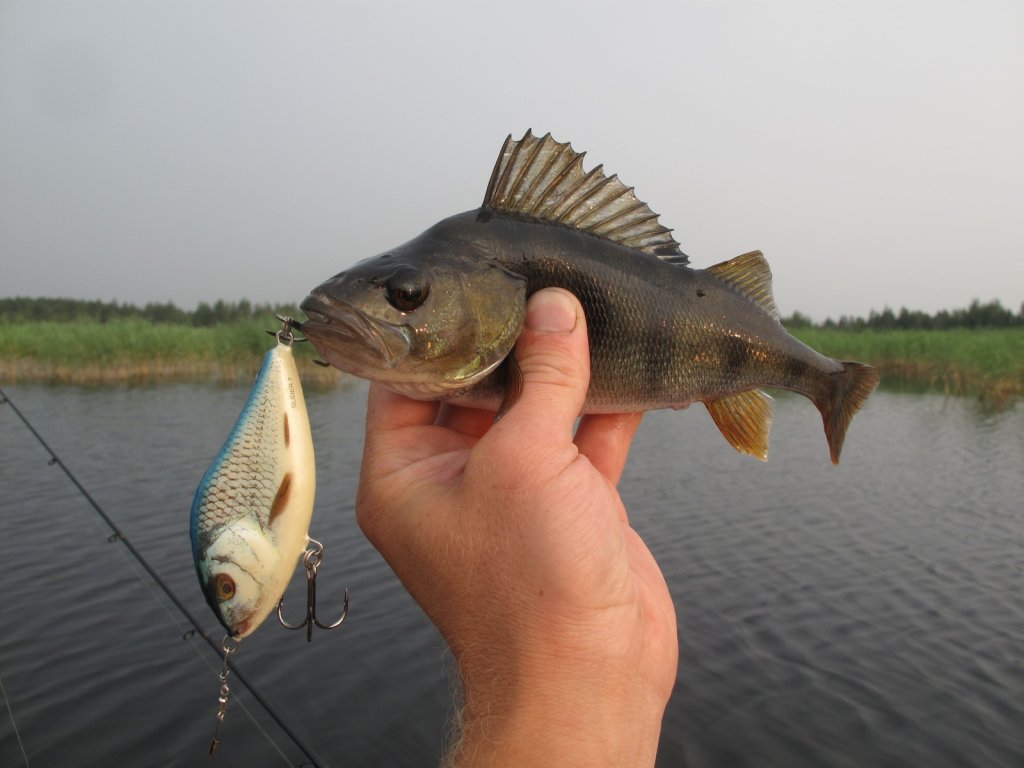 Окунь пойман на Salmo Slider 7 Окунь пойман на Salmo Slider 7