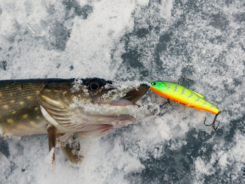 Щука с приманкой Lucky John VIB 68S в пасти