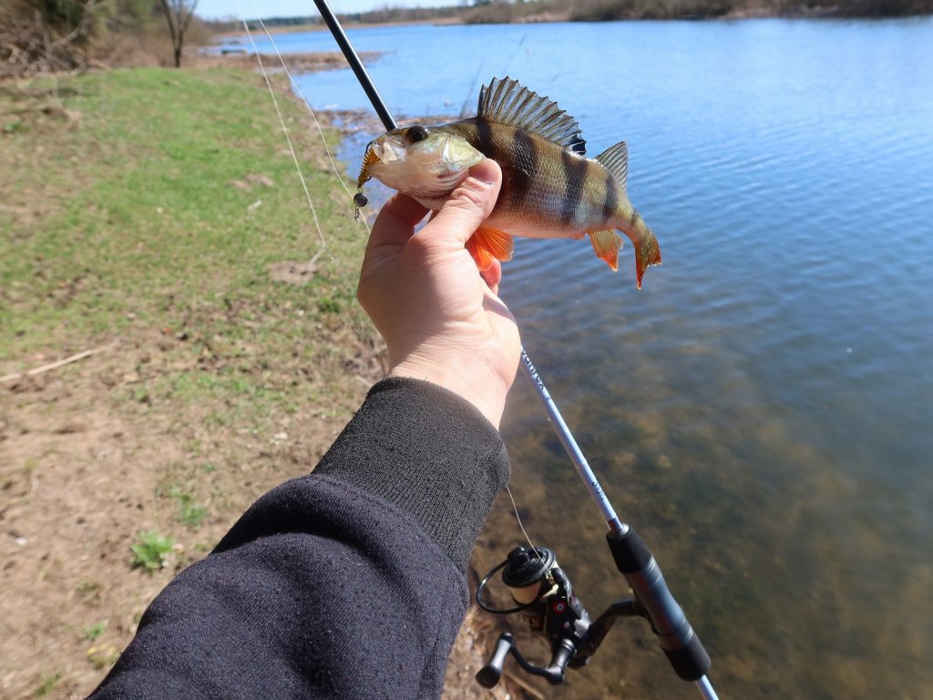 Спиннинговая снасть и окунь на фоне водоёма