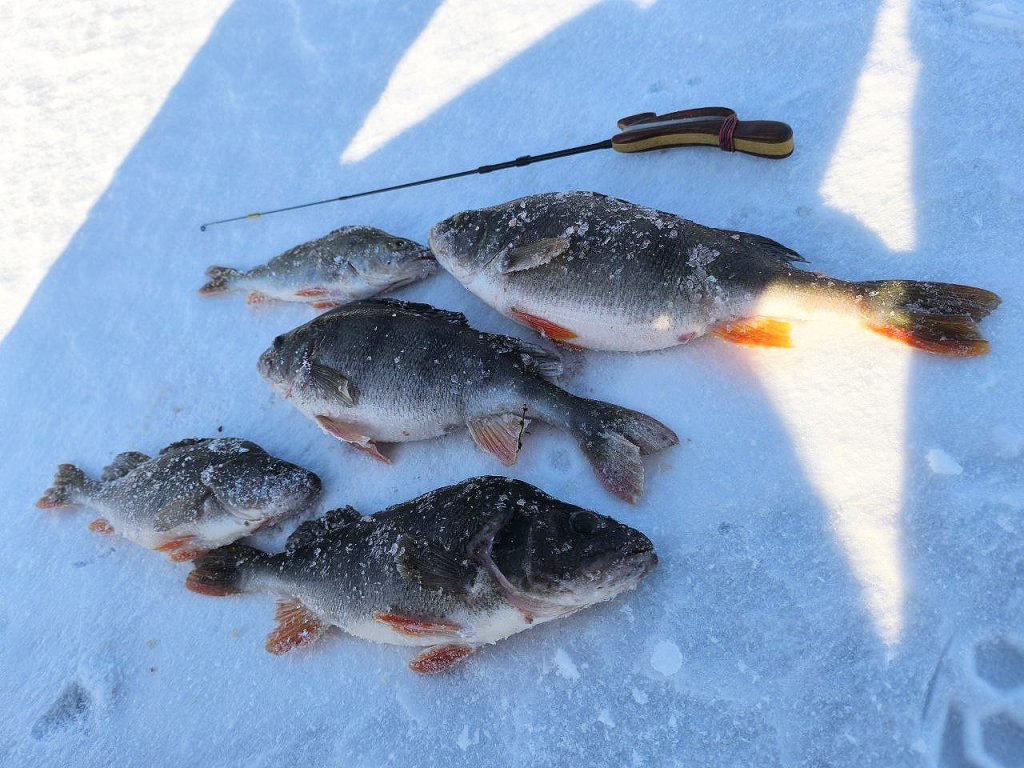 Окуни и удочка на льду