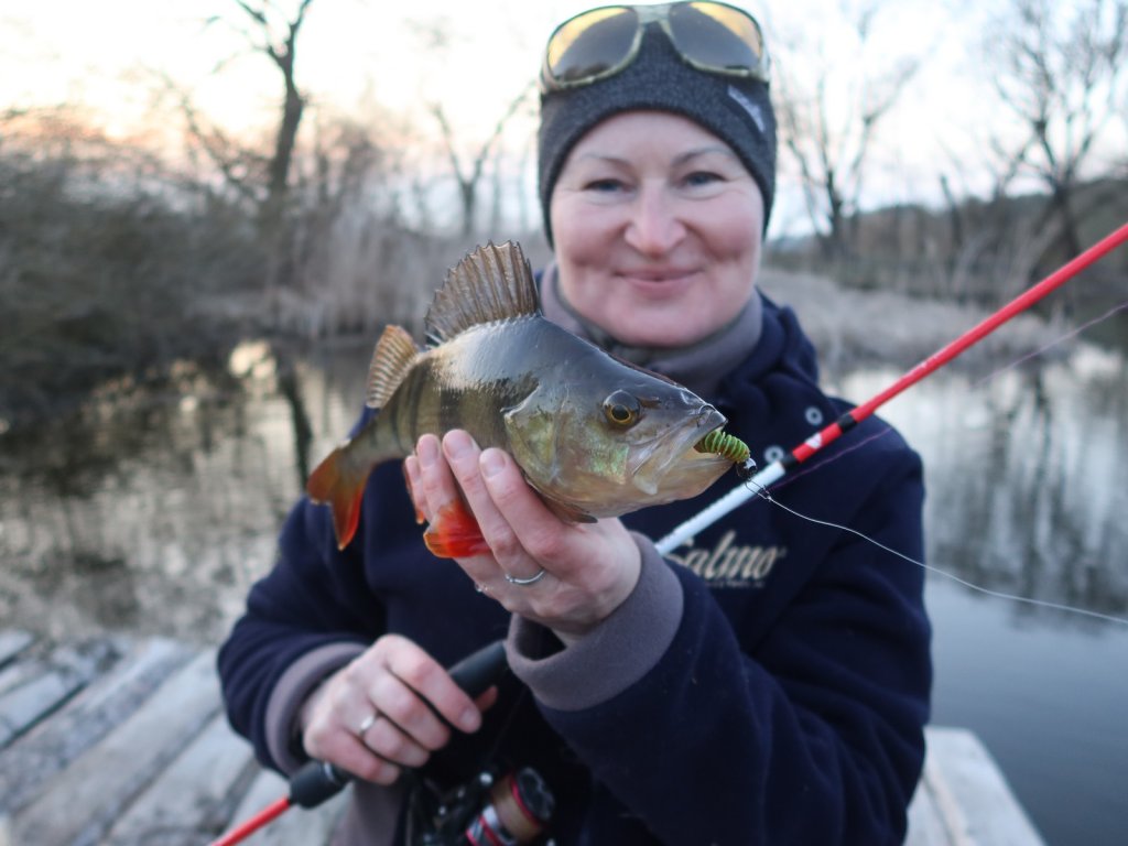 Рыбачка поймала на спиннинг хорошего окуня