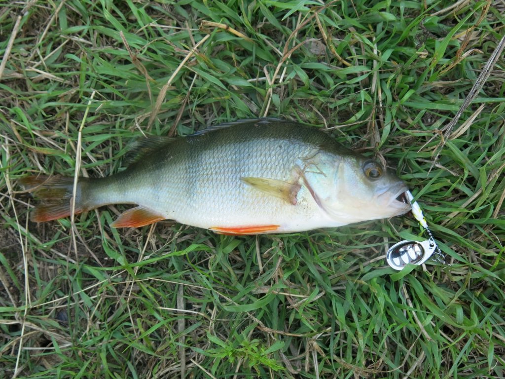 Окунь пойман на вертушку с утяжелённым сердечником