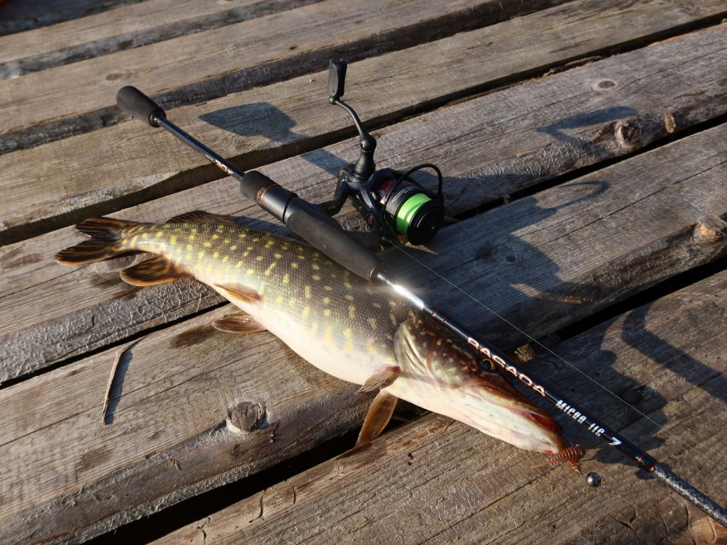 Щука с приманкой и снастью