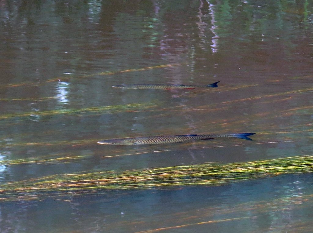 Голавли плавают в реке