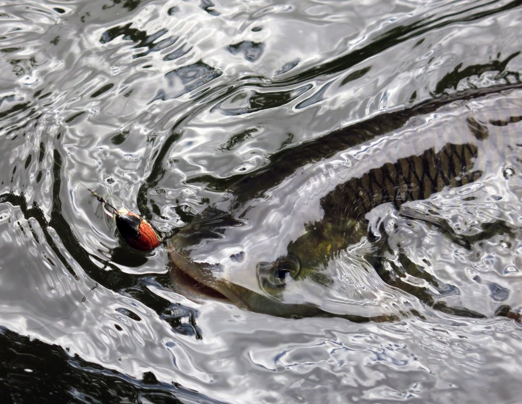 Голавль с воблером под майского жука в воде Голавль с воблером под майского жука в воде