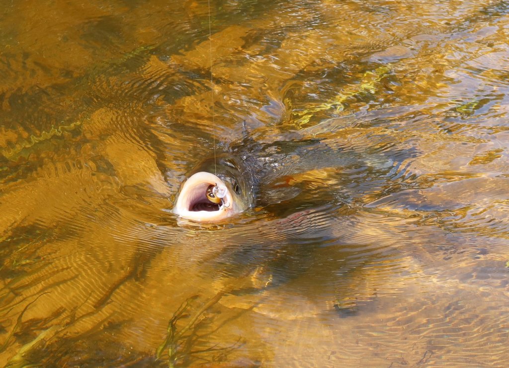 Голавль с воблером во рту