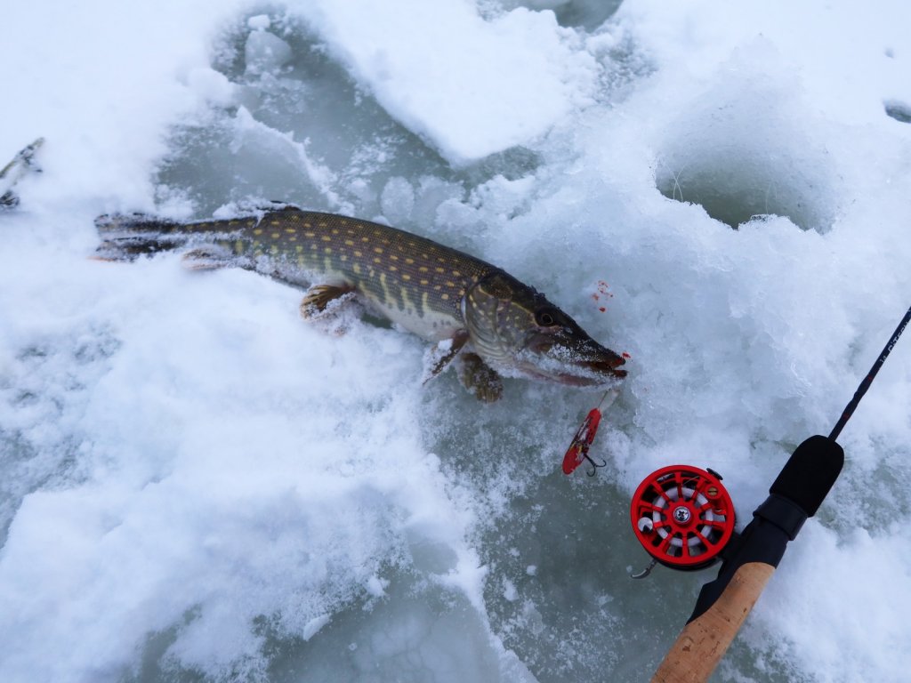 Щука клюнула на красный балансир