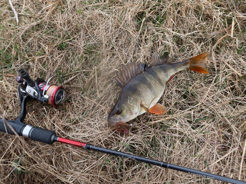 Микроджиговая снасть и пойманный на неё окунь